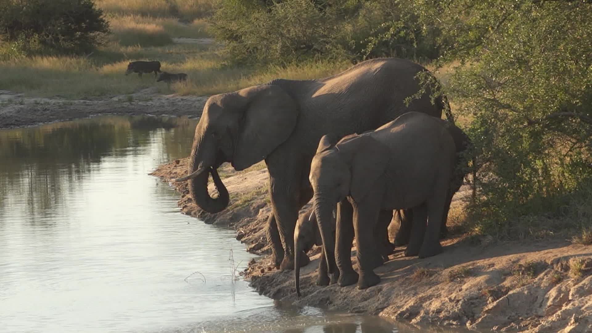 Kruger National Park elephants
